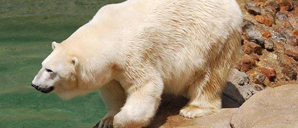 Πολική αρκούδα σκότωσε γυναίκα και παιδί