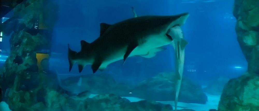 Καρχαρίας κατασπάραξε μικρότερο καρχαρία σε ενυδρείο (βίντεο)