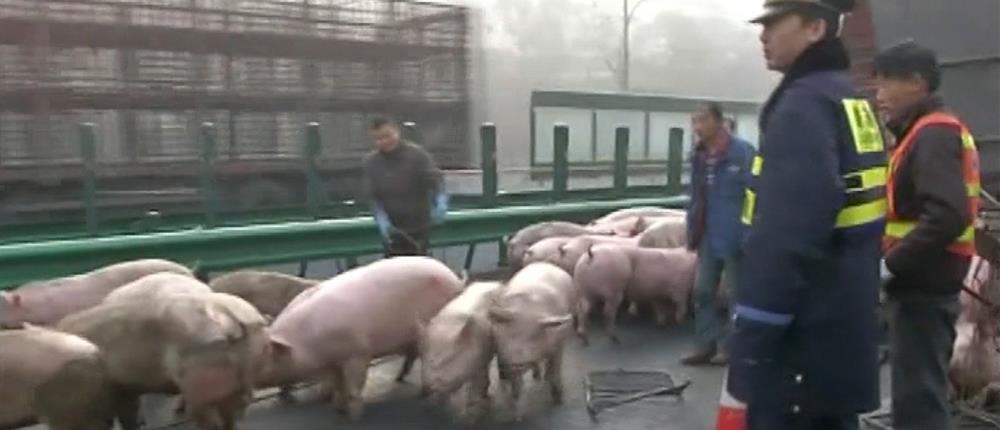 Αστυνομικοί κυνηγούσαν επί 4 ώρες γουρούνια σε αυτοκινητόδρομο (Βίντεο)