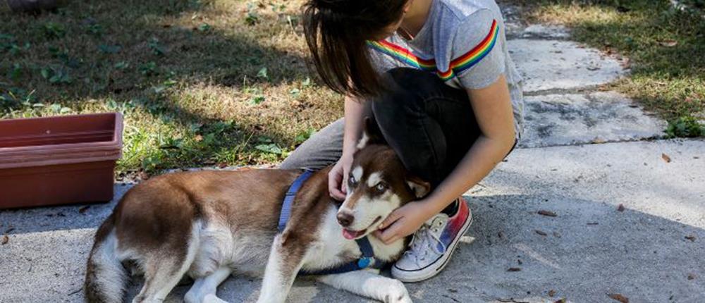 Χάσκι ταξίδεψε χιλιάδες χιλιόμετρα και επέστρεψε σπίτι του! 