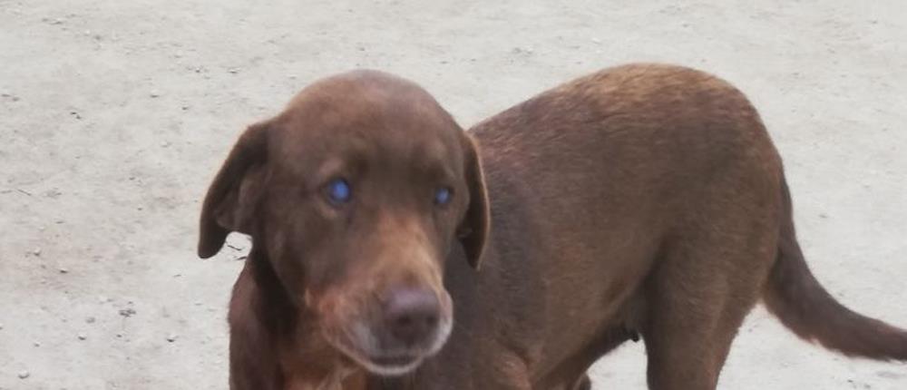 Τυφλή σκυλίτσα έκανε 10 χιλιόμετρα για να βρει τον άνθρωπο την έσωσε (εικόνες)