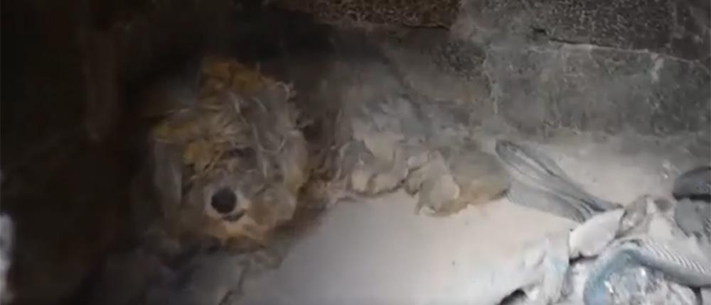 Βρήκαν ζωντανό σκυλάκι σε φούρνο καμμένου σπιτιού στο Μάτι! (βίντεο)