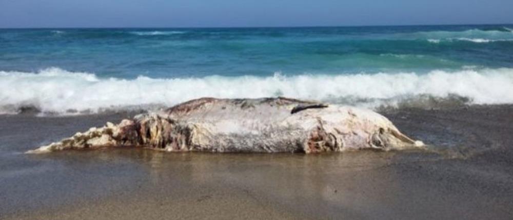 Φάλαινα βρέθηκε νεκρή με τσιπς, ζυμαρικά και πλαστικές σακούλες στην κοιλιά
