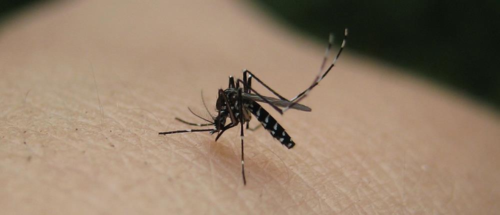 ΙΣΑ: Ανεπαρκείς οι ψεκασμοί για την καταπολέμηση των κουνουπιών