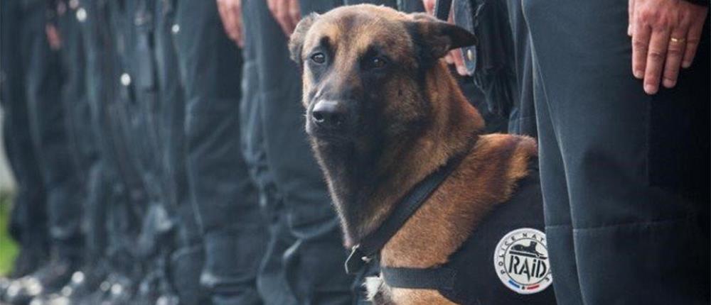 Θα παρασημοφορηθεί η σκυλίτσα Ντίζελ που σκοτώθηκε στο Παρίσι