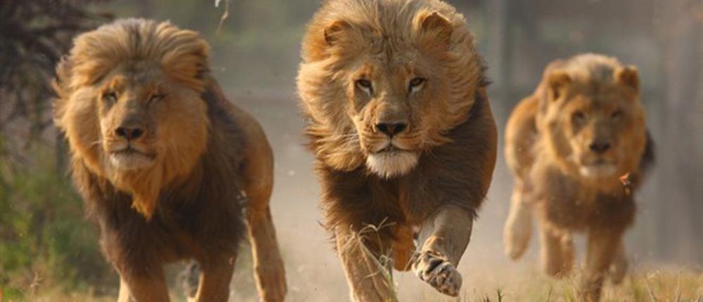 Λαθροκυνηγός κατασπαράχθηκε από αγέλη λιονταριών σε καταφύγιο