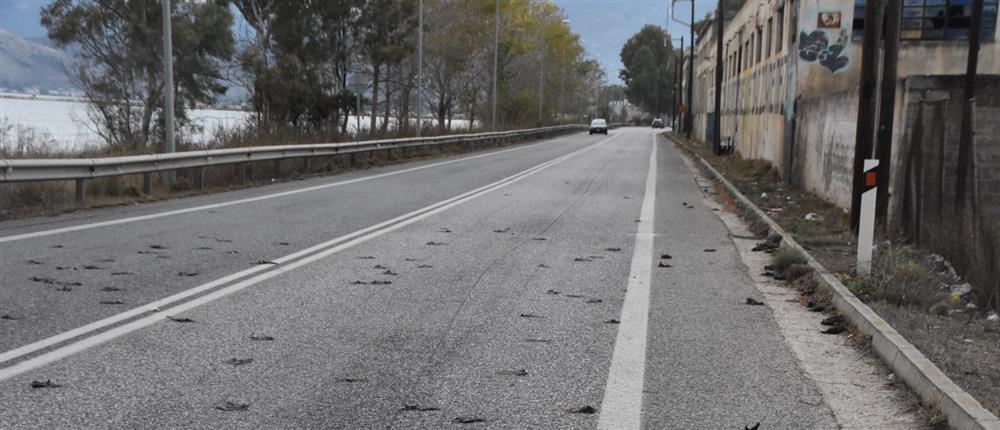 Αργολίδα: Γέμισε ο δρόμος με νεκρά πουλιά (εικόνες)