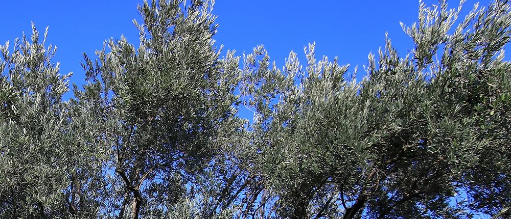 Τραγωδία! Τον σκότωσε η ελιά που έκοβε