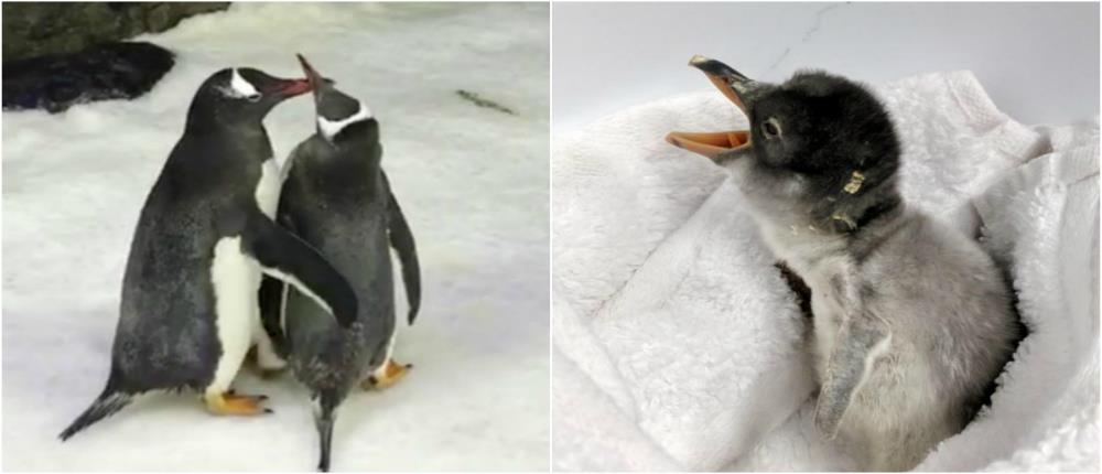 Ομοφυλόφιλο ζευγάρι πιγκουΐνων “καλωσορίζει” το πρώτο του μωρό