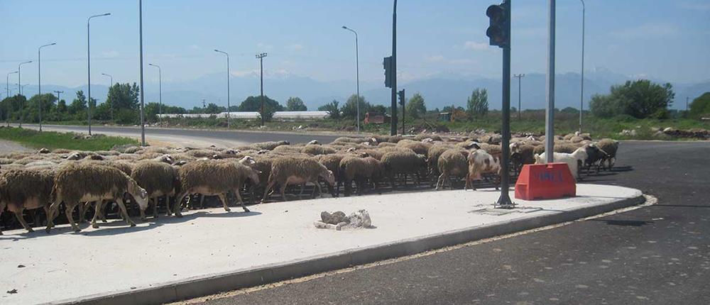 Βόλος: βοσκοί ξυλοκόπησαν οδηγό