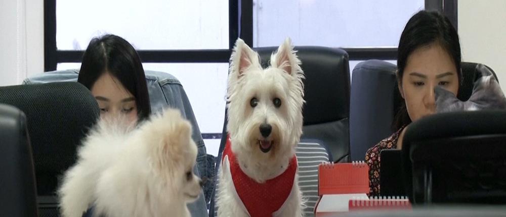 Νέα μόδα: Φέρε τον σκύλο σου στη δουλειά (βίντεο)
