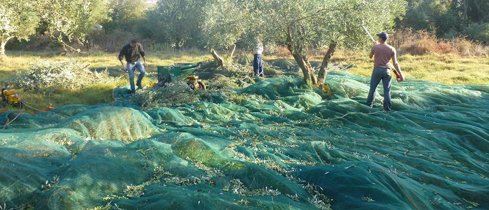 Δυσοίωνη πρόβλεψη: μείωση έως 50% φέτος στην παραγωγή ελαιόλαδου