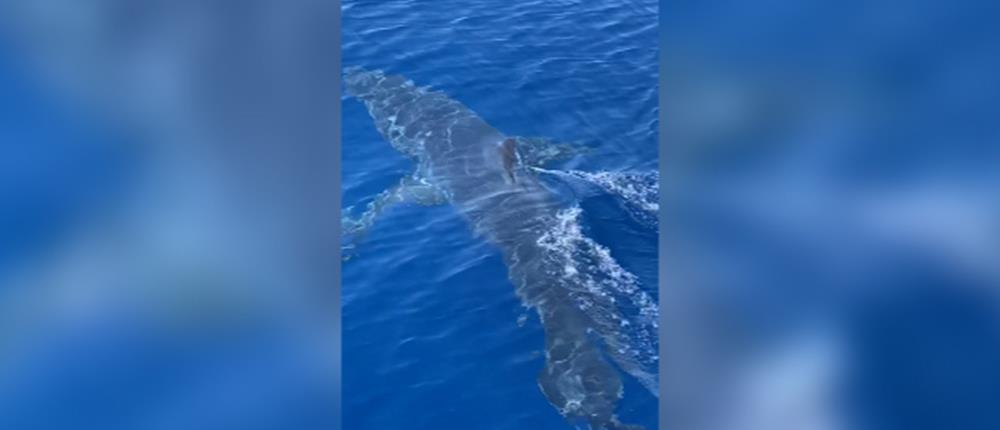 Ζάκυνθος: Καρχαρίας κολυμπά δίπλα σε σκάφος έξω από το λιμάνι (βίντεο)
