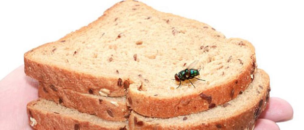 Μην αφήνετε τις μύγες να “κάθονται” στο φαγητό σας - Είναι φορείς ασθενειών