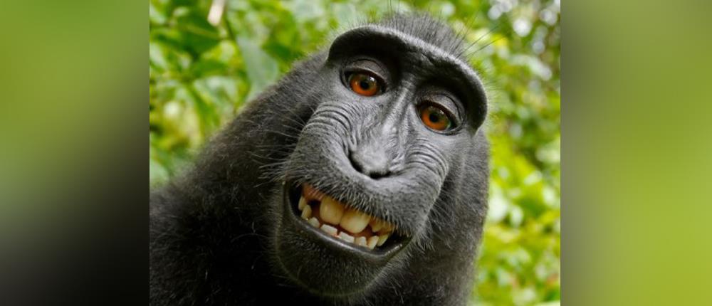 Έληξε η δικαστική διαμάχη για τη διάσημη “selfie της μαϊμούς”