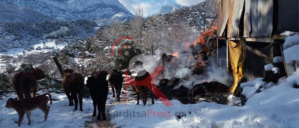 Παρανάλωμα του πυρός έγινε κτηνοτροφική μονάδα (εικόνες)