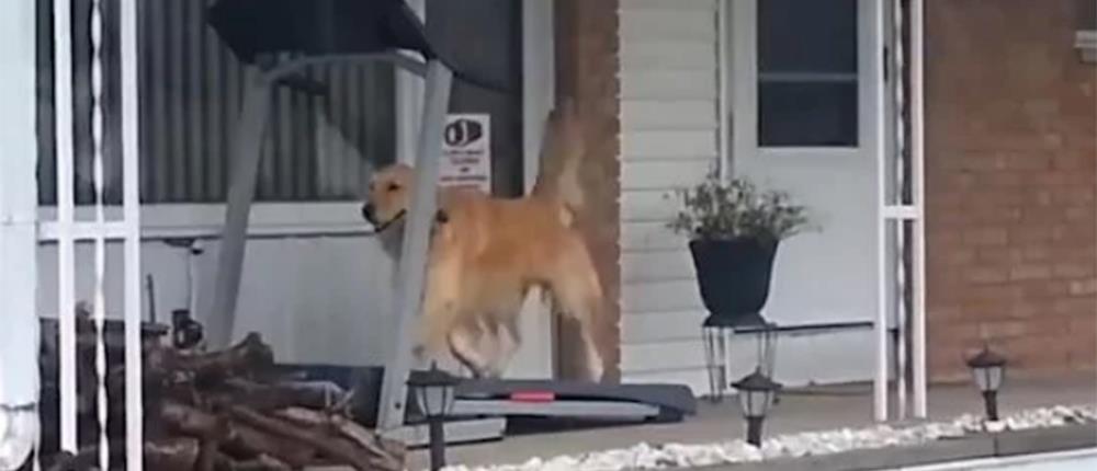 Σκύλος τρέχει πάνω σε… διάδρομο γυμναστικής (βίντεο)