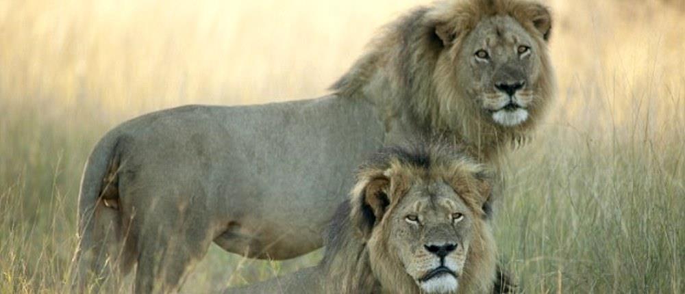 Σκότωσαν και τον αδερφό του διάσημου λιονταριού της Ζιμπάμπουε