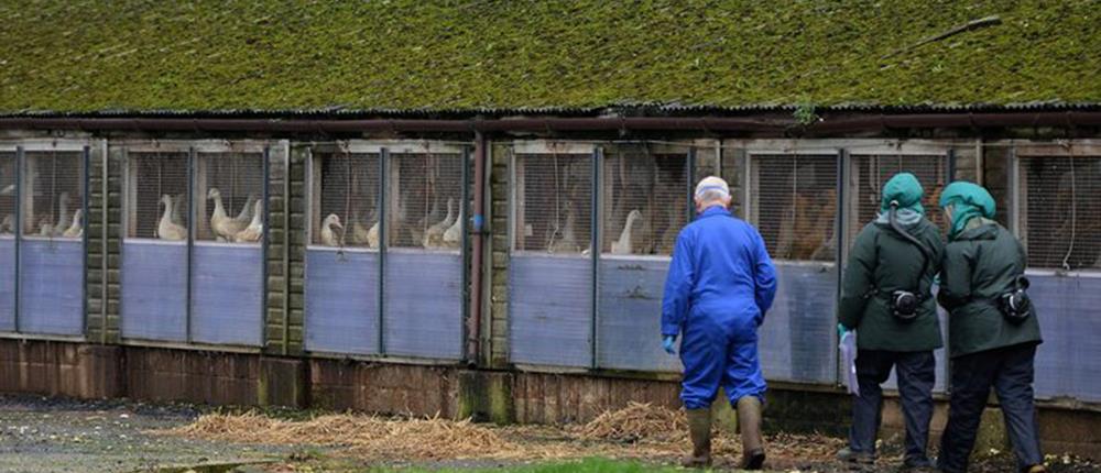 Επιδημία γρίπης των πτηνών στην Ολλανδία