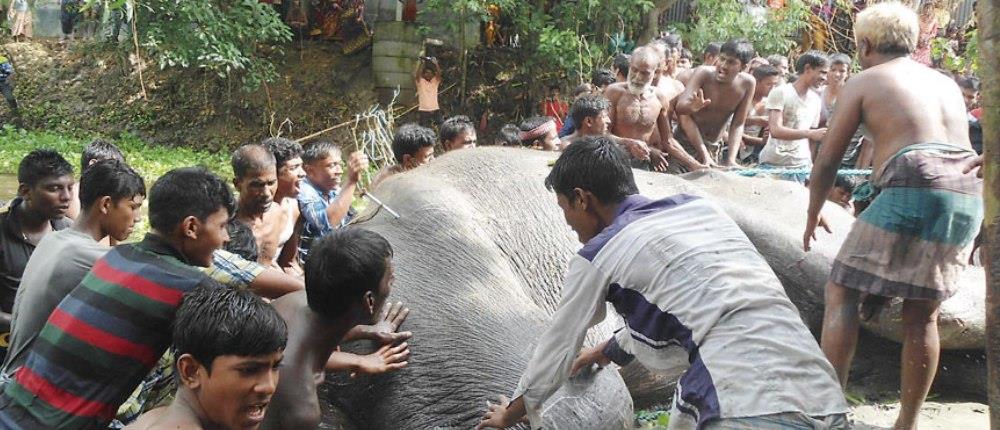 Χωρικοί βούτηξαν σε βάλτο για να σώσουν ελέφαντα που πνιγόταν (Βίντεο)