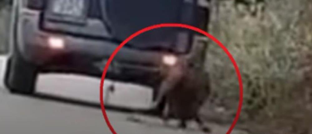 Κακοποίηση ζώου - Ζάκυνθος: Έσερνε κατσίκα με το αυτοκίνητό του (εικόνες)