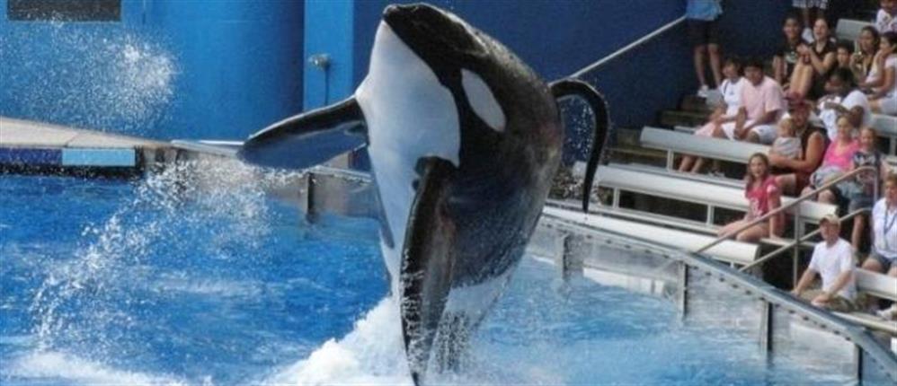Πέθανε ο Tilikum, η πιο διάσημη φάλαινα δολοφόνος