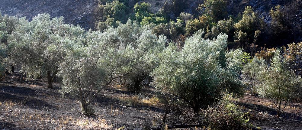 Πάτρα: Στην Αστυνομία συγγενείς που τσακώθηκαν για τις...ελιές