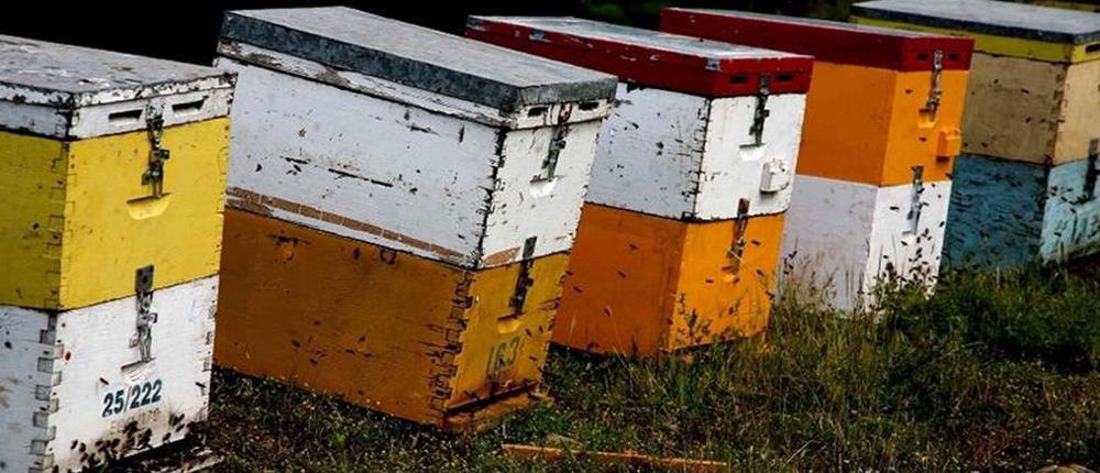 Πλημμύρες - Θεσσαλία: χιλιάδες κατεστραμμένα μελίσσια από την κακοκαιρία