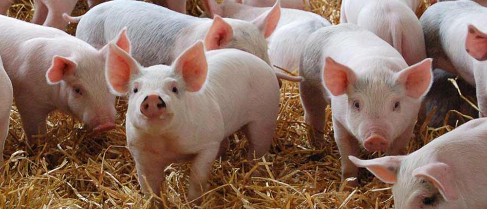 Περισσότερα τα γουρούνια από τους... ανθρώπους στην Ισπανία
