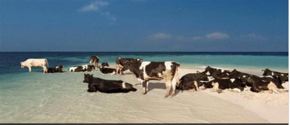 Αγελάδες στις παραλίες γυμνιστών λόγω καύσωνα
