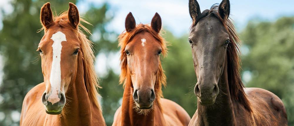Φρίκη: σκότωσαν έξι άλογα με κυνηγετικό όπλο