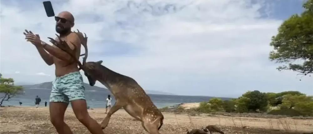 Αίγινα: Τουρίστας πήγε να βγάλει selfie με ελάφι και κατέληξε με σπασμένα πλευρά (βίντεο)