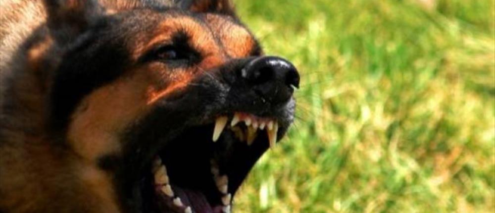 Άγρια επίθεση σκύλου στην αφεντικίνα του