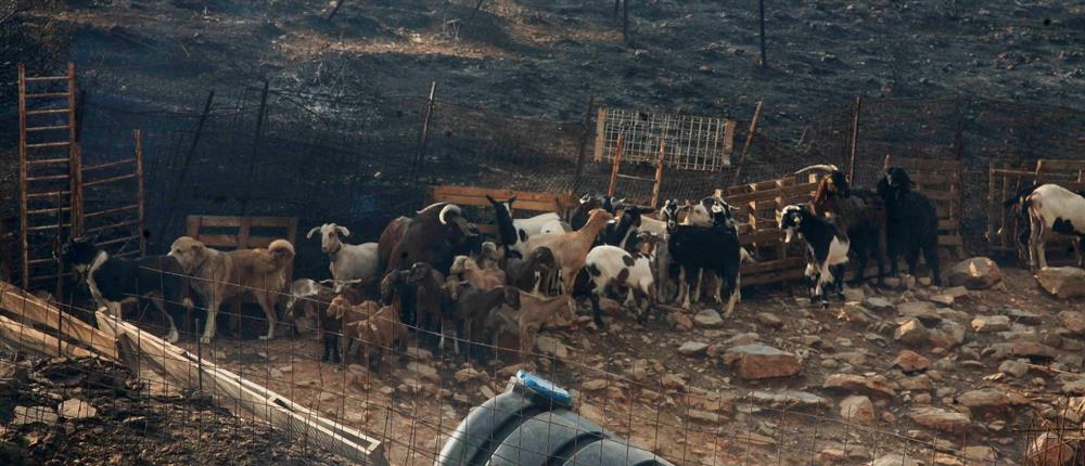 Πανώλη αιγοπροβάτων: Σύσκεψη στην Περιφέρεια Κρήτης