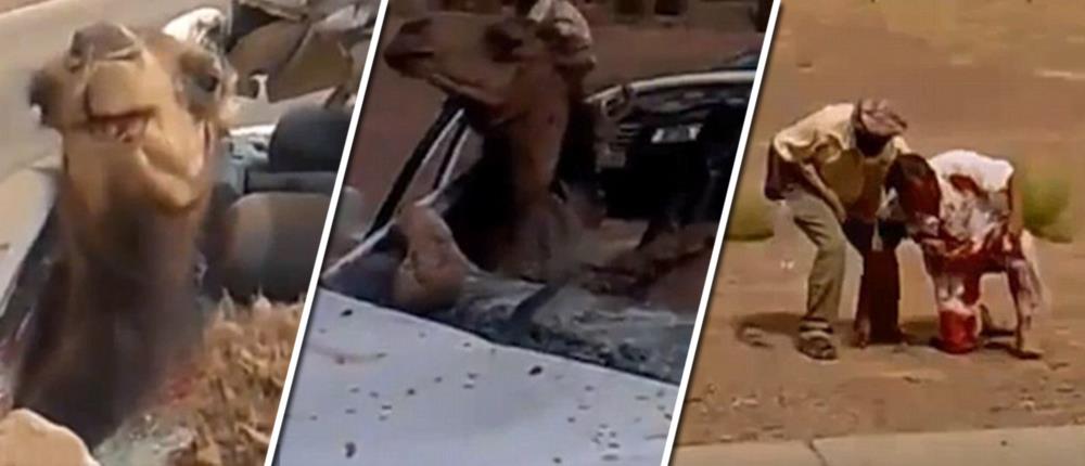 Σαουδάραβας τράκαρε με... καμήλα (βίντεο)