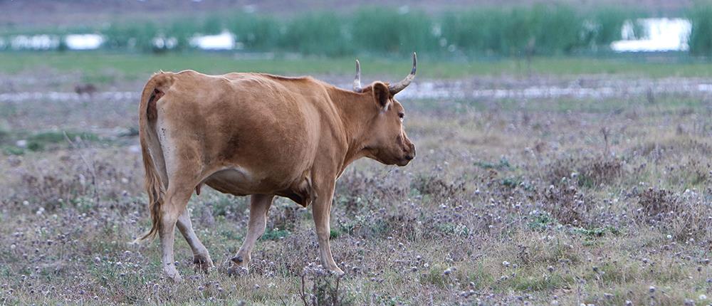 Λάρισα: Αγελάδα ποδοπάτησε άνδρα