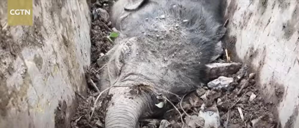 Επιχείρηση διάσωσης μωρού ελέφαντα (βίντεο)