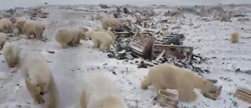 Εισβολή πολικών αρκούδων σε ρωσική πόλη (βίντεο)
