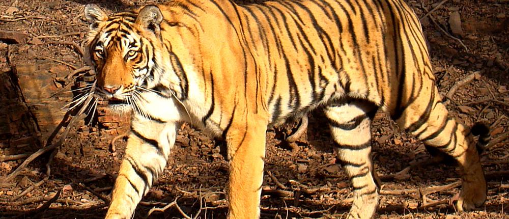 Τίγρης επιτέθηκε και σκότωσε υπάλληλο ζωολογικού κήπου