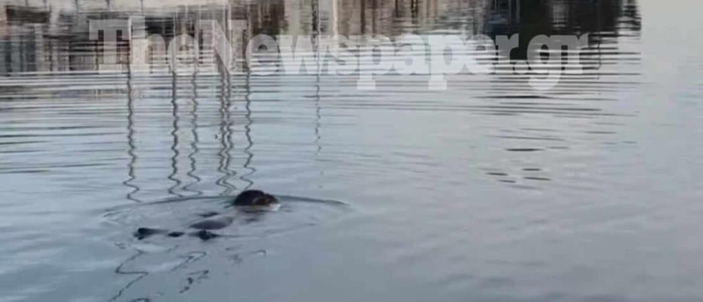 Μια φώκια κολυμπά στο λιμάνι του Βόλου (εικόνες)