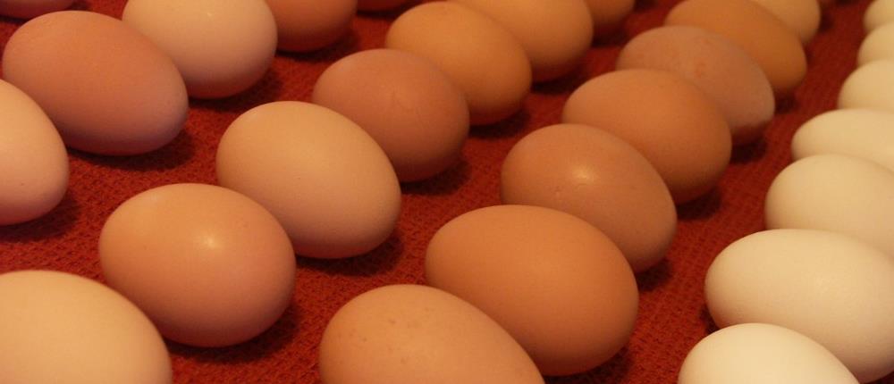 Διατροφικό σκάνδαλο: Αποσύρονται τοξικά αυγά από την αγορά