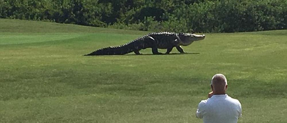 Αλιγάτορας “τέρας” σε γήπεδο γκολφ της Φλόριντα (Βίντεο)
