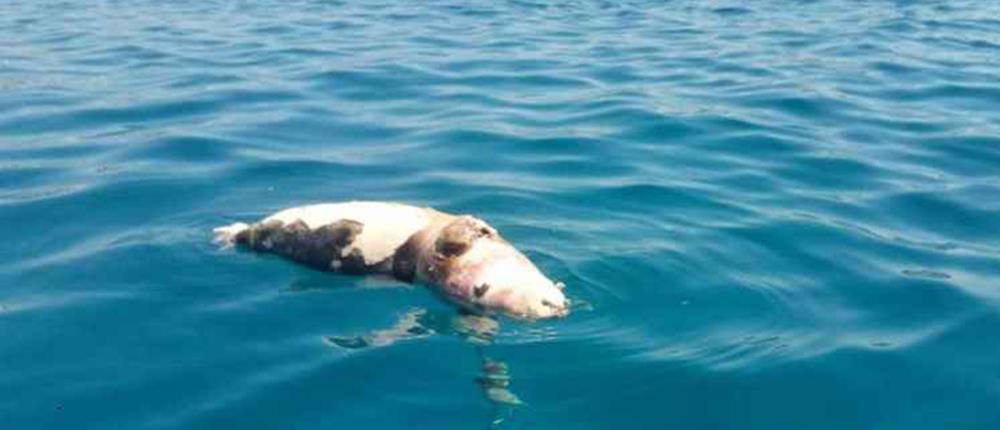 Σκότωσαν φώκια, περνώντας στον λαιμό της σχοινί με πέτρες (εικόνες)