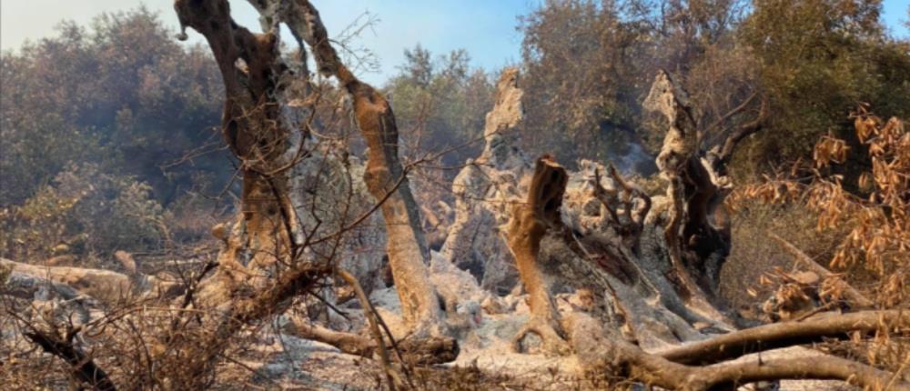 Φωτιά στην Εύβοια: Στάχτη ελιά... 2500 χρόνων