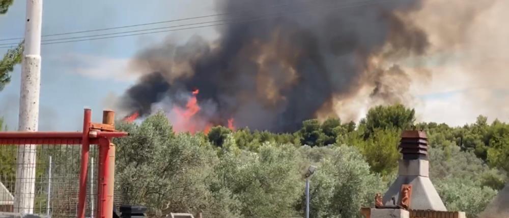 Φωτιές στον Θεολόγο: Προσαγωγή 14χρονου για μπαράζ εμπρησμών