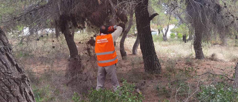 Κλάδεμα - κοπή δέντρων: άδεια με ένα mail στο Δασαρχείο