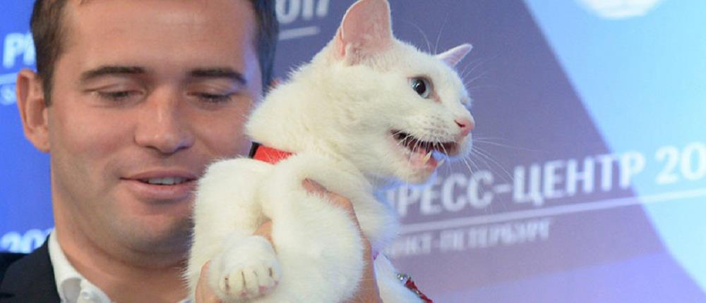 Αχιλλέας: ο κουφός γάτος - επίσημος “μάντης” του Μουντιάλ 2018 (εικόνες)