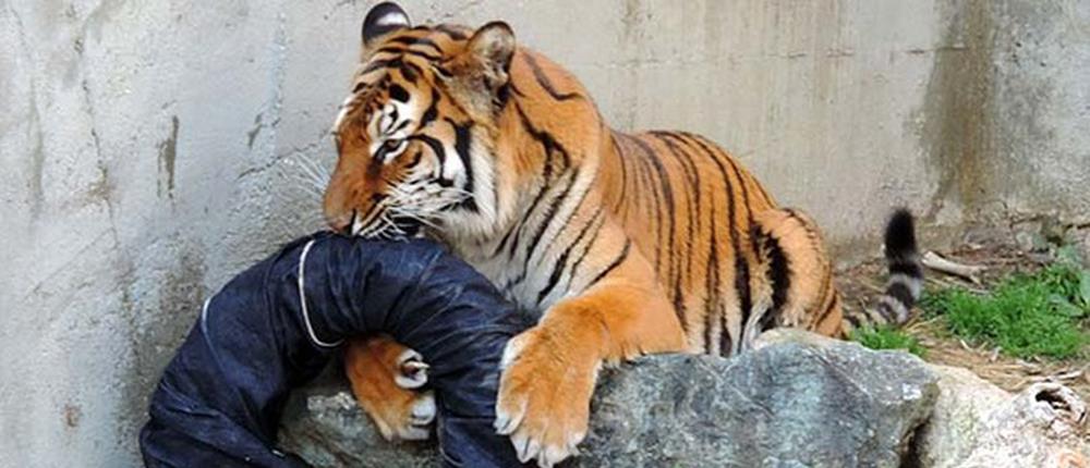 Πανικός από τίγρη που κυκλοφορούσε στο κέντρο του Παρισιού