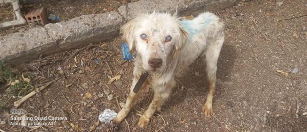 Τυφλός σκύλος βρέθηκε αλυσοδεμένος στη Φθιώτιδα