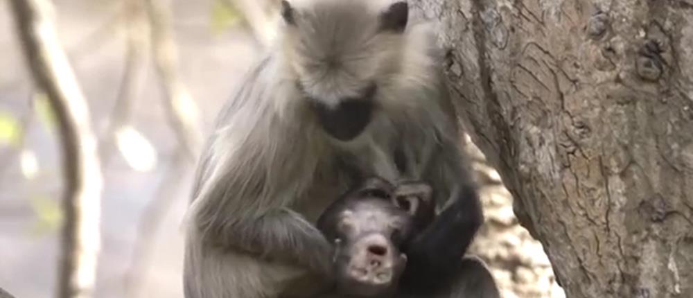 Μαμά πίθηκος κρατάει αγκαλιά το νεκρό μωρό της αρνούμενη να δεχθεί τον θάνατο του